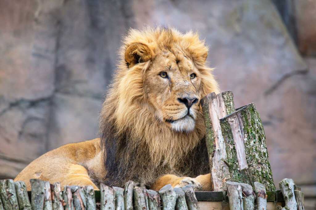 ZFL London Zoo: a day of entertainment for the whole family