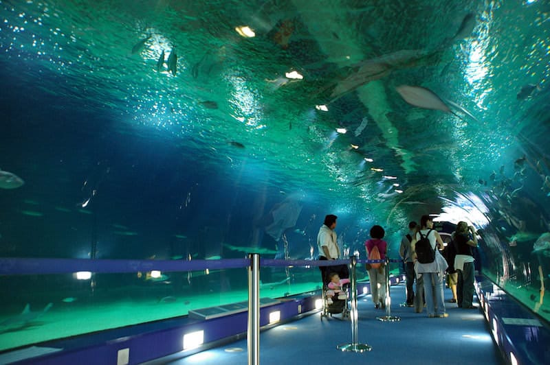 The Ultimate Guide to Valencia's Oceanogràfic: Attractions, Tips, and More